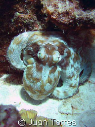 Common octopus.  Taken in Bonaire, Canon S70.  by Juan Torres 
